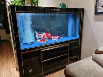 大型錦鯉魚缸推薦：大型錦鯉魚缸的選擇與布置