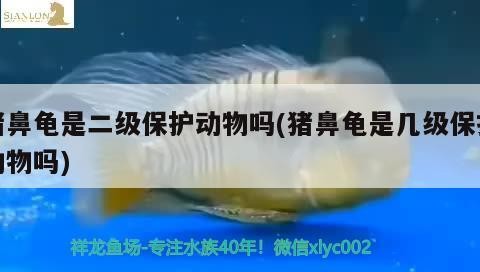 豬鼻龜是二級保護動物嗎(豬鼻龜是幾級保護動物嗎)