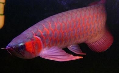 夢到魚缸里好多魚,魚缸漏水(夢到魚缸里好多魚,魚缸漏水什么意思)
