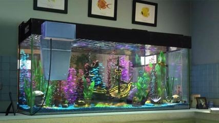 開封龍魚出售價格多少錢：開封龍魚出售價格多少錢一斤