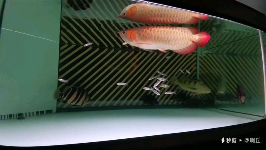 中秋節！
