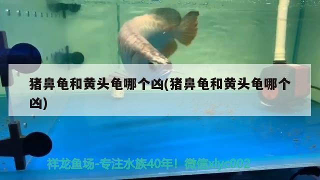 玻璃魚缸有沒有蓋的：玻璃魚缸是否帶蓋