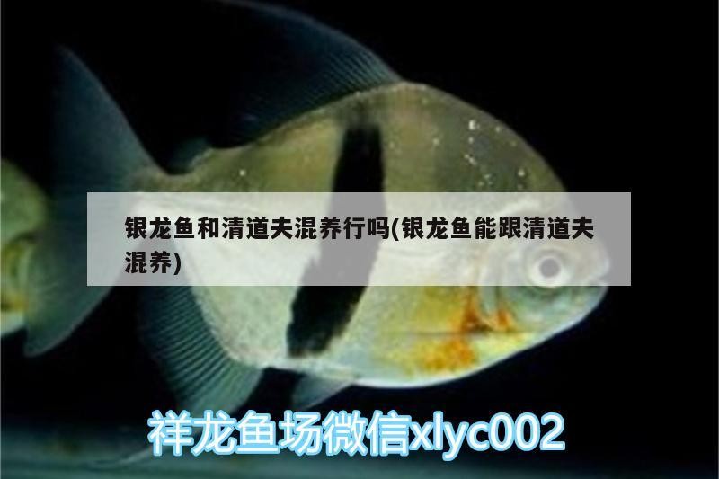 銀龍魚和清道夫混養(yǎng)行嗎(銀龍魚能跟清道夫混養(yǎng))