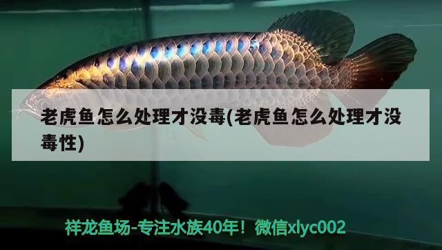 老虎魚怎么處理才沒毒(老虎魚怎么處理才沒毒性)