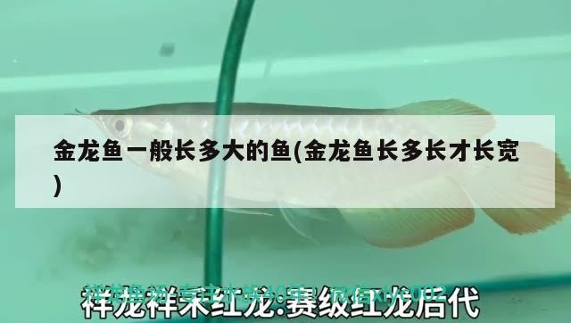 金龍魚一般長多大的魚(金龍魚長多長才長寬) 金龍魚一般長多大的魚(金龍魚長多長才長寬) 紅龍魚百科