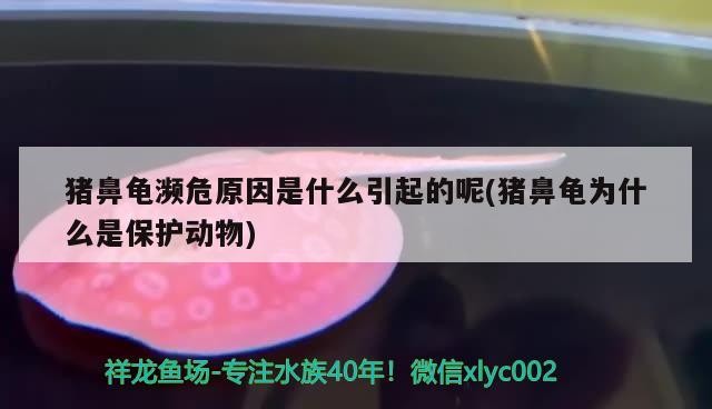 豬鼻龜瀕危原因是什么引起的呢(豬鼻龜為什么是保護動物)