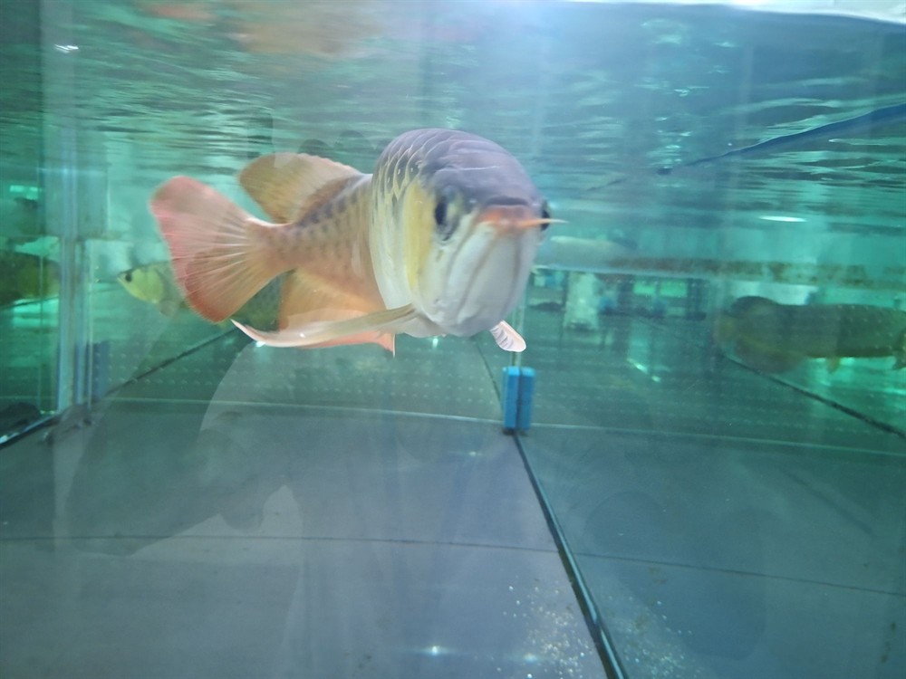 晉中水族館心中喜愛無論好壞