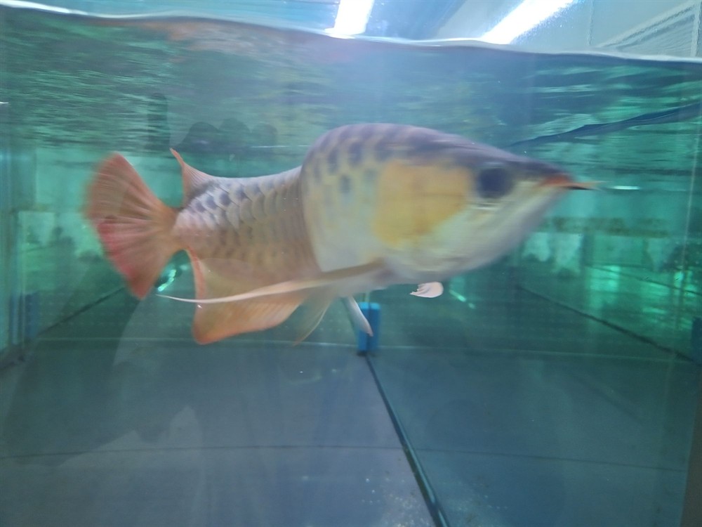 晉中水族館心中喜愛無論好壞