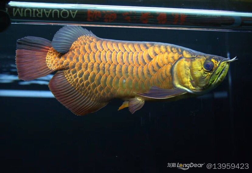 延邊朝鮮族自治州水族館龍魚(yú)常見(jiàn)病癥與治療