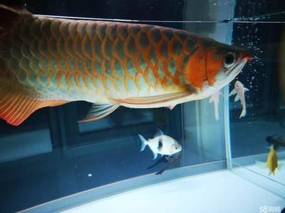 龍魚擺在那個地方好養活 龍魚擺在那個地方好養活 龍魚百科 第1張