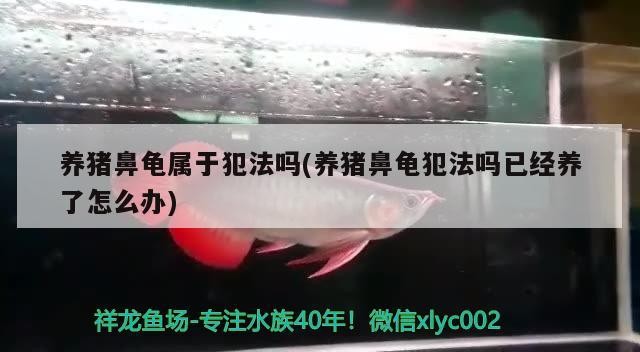 養豬鼻龜屬于犯法嗎(養豬鼻龜犯法嗎已經養了怎么辦)