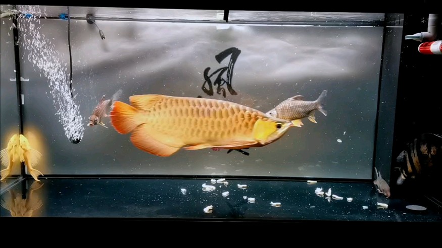 手機永遠拍不出來現在看的那種紅度[cahan]