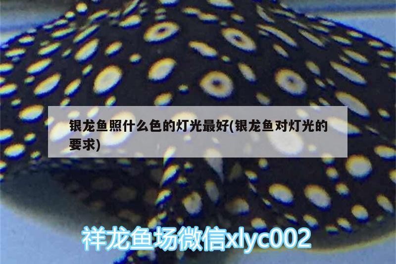 銀龍魚照什么色的燈光最好(銀龍魚對燈光的要求)