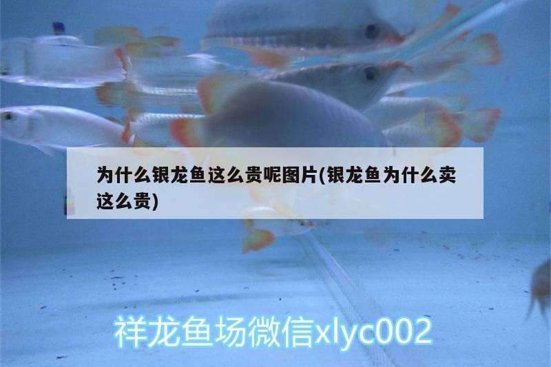 銀龍魚(yú)喂食的正確方法圖解(銀龍魚(yú)喂食的正確方法圖解視頻)