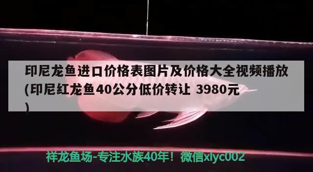 印尼龍魚進口價格表圖片及價格大全視頻播放(印尼紅龍魚40公分低價轉讓3980元) 印尼龍魚進口價格表圖片及價格大全視頻播放(印尼紅龍魚40公分低價轉讓3980元) 紅龍魚百科