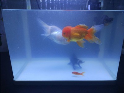 虎魚龍魚都掛了