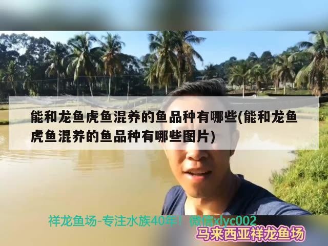 能和龍魚虎魚混養的魚品種有哪些(能和龍魚虎魚混養的魚品種有哪些圖片)