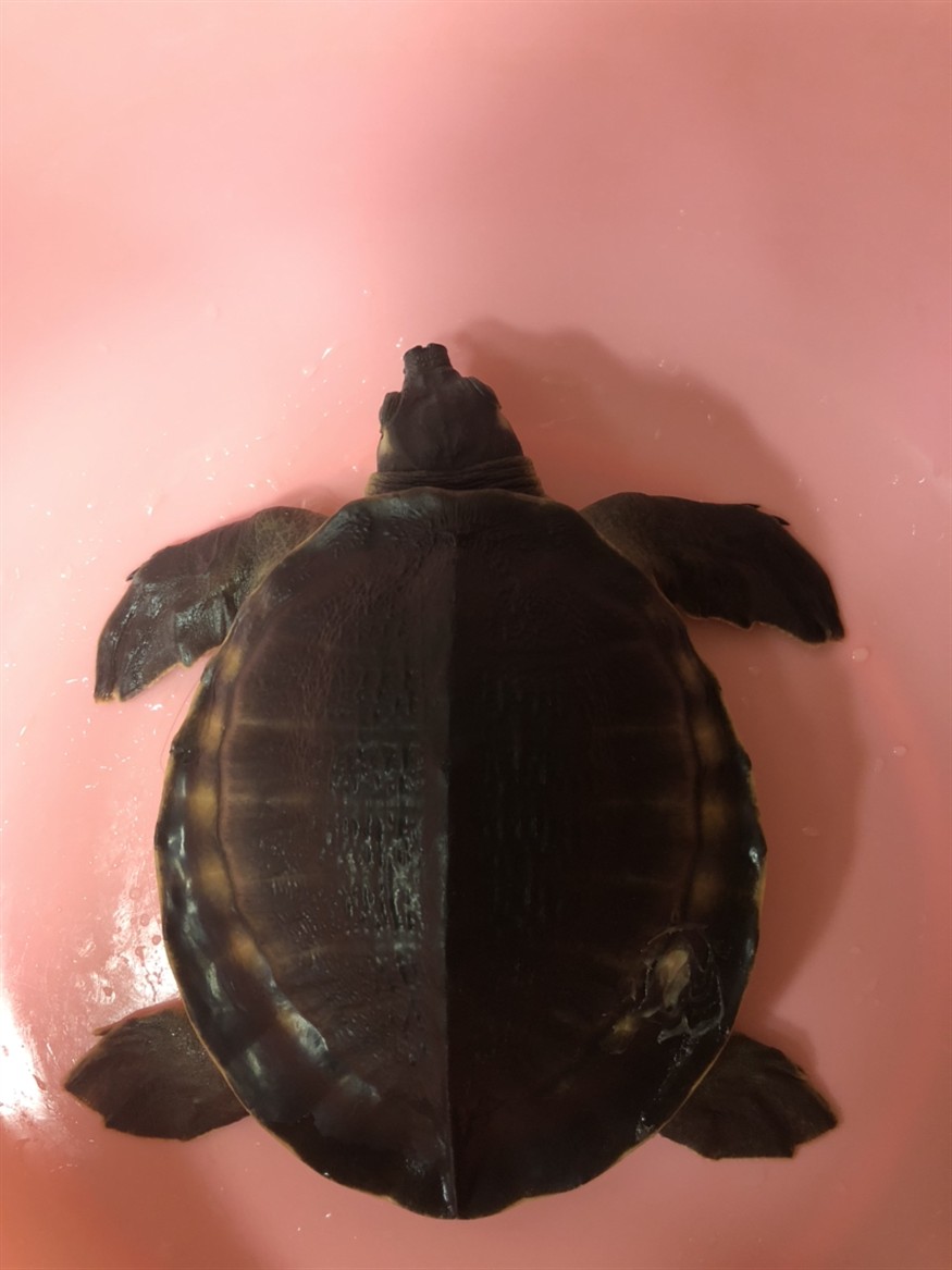 豬鼻龜腐甲求助