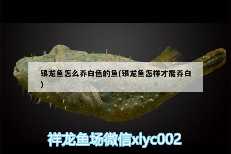 銀龍魚怎么養白色的魚(銀龍魚怎樣才能養白)