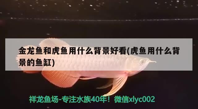 金龍魚和虎魚用什么背景好看(虎魚用什么背景的魚缸)