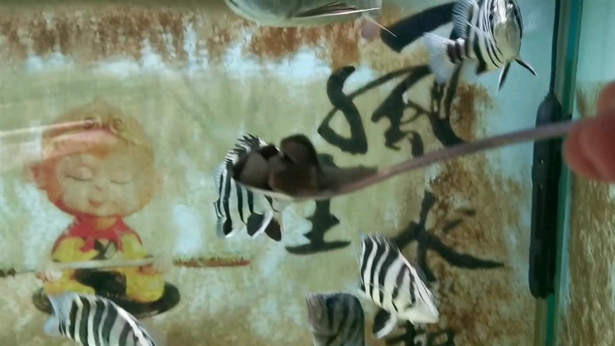 巴西烏龜怎么冬眠最安全 巴西烏龜怎么冬眠最安全 森森魚(yú)缸