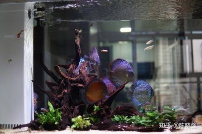 1米2的魚缸養幾條魚：1.2米的魚缸可以養幾條魚