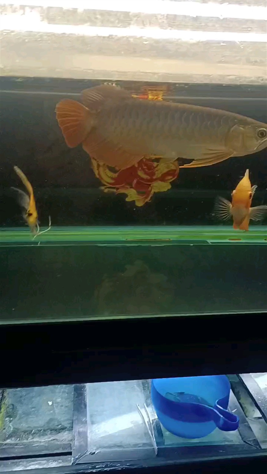 自從虎魚攻擊力加強了，龍魚就開始精神