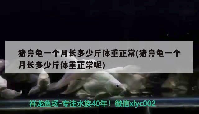 豬鼻龜一個月長多少斤體重正常(豬鼻龜一個月長多少斤體重正常呢)