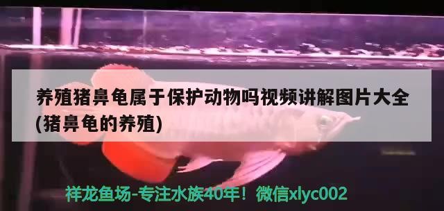 養殖豬鼻龜屬于保護動物嗎視頻講解圖片大全(豬鼻龜的養殖)