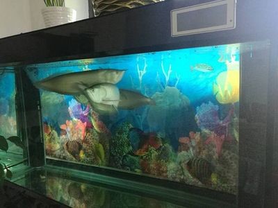搬家能搬魚缸嗎？：搬家時可以搬動魚缸但需要注意一些事項以確保魚缸和魚的安全