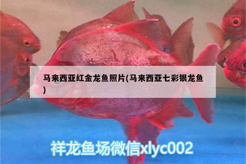 馬來西亞紅金龍魚照片(馬來西亞七彩銀龍魚)