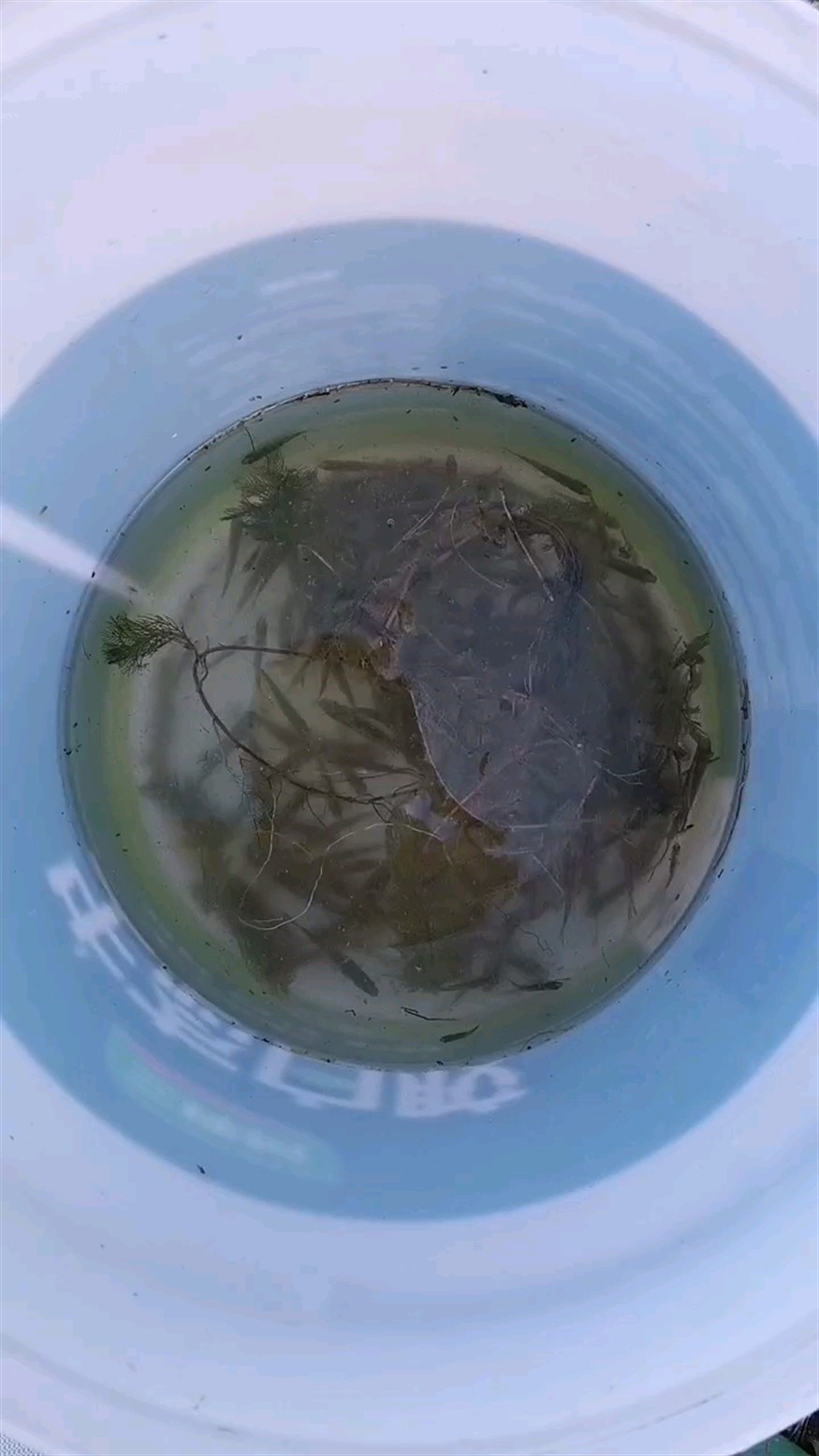 世界上最大的銀龍魚(yú)有多大(世界上最大的龍魚(yú)有多大?)