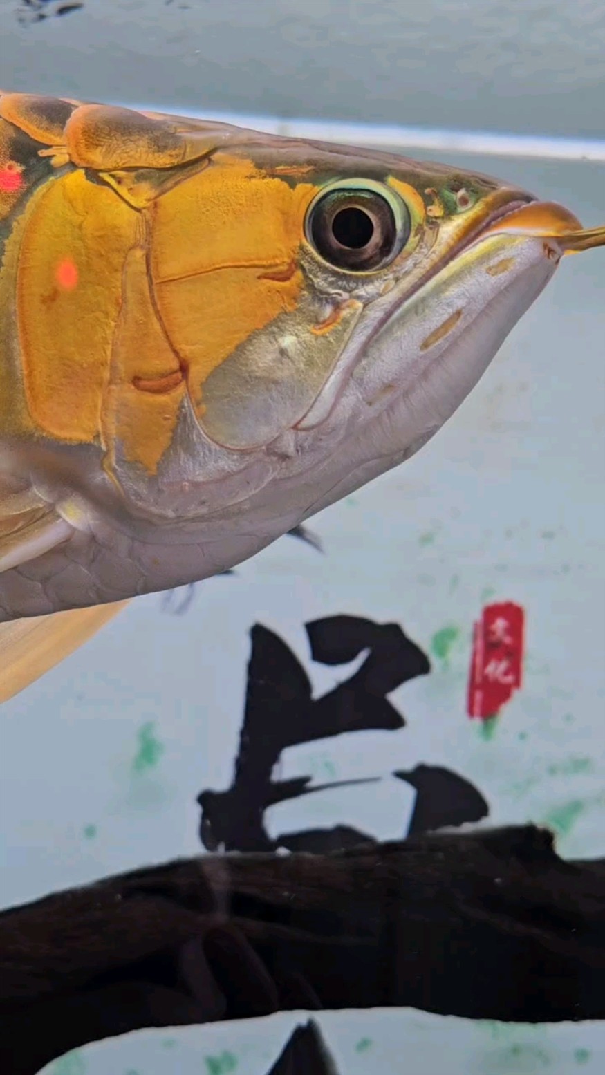 龍魚臉上長了一個小包。