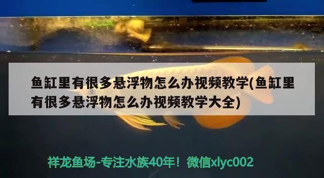 魚缸里有很多懸浮物怎么辦視頻教學(魚缸里有很多懸浮物怎么辦視頻教學大全)