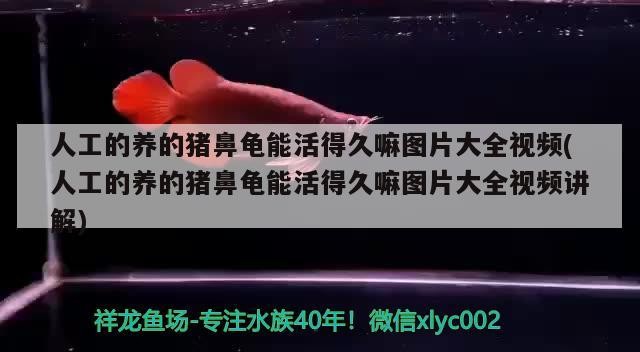 人工的養(yǎng)的豬鼻龜能活得久嘛圖片大全視頻(人工的養(yǎng)的豬鼻龜能活得久嘛圖片大全視頻講解)