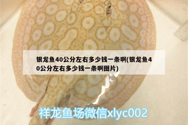 銀龍魚40公分左右多少錢一條啊(銀龍魚40公分左右多少錢一條啊圖片)