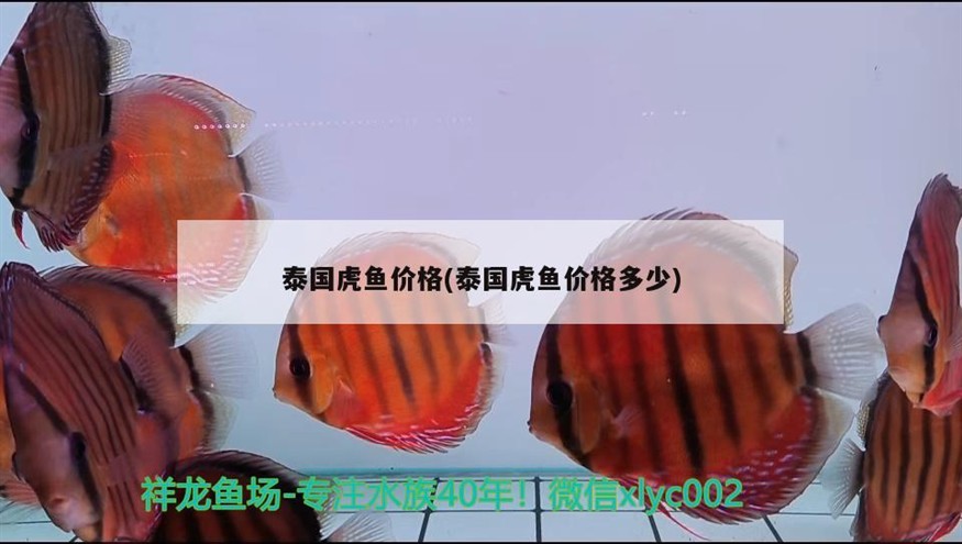 泰國虎魚價格(泰國虎魚價格多少) 泰國虎魚價格(泰國虎魚價格多少) 虎魚百科 第2張
