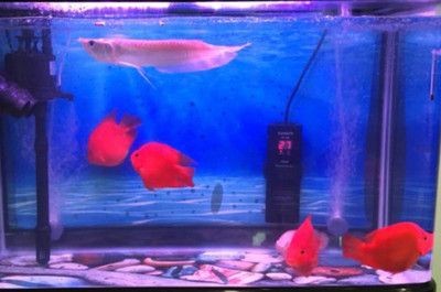 安彩魚缸怎么樣清洗干凈視頻：如何清洗家用魚缸？
