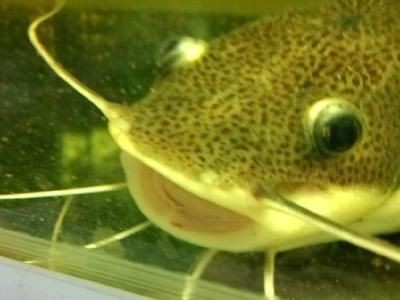 玻璃魚缸過濾器怎么清洗：如何清洗魚缸過濾器？