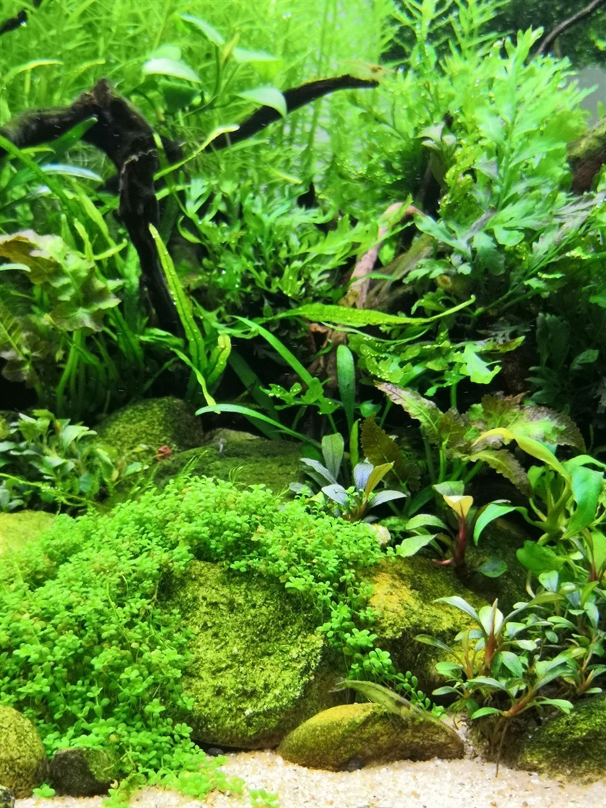 帶陶瓷環的水草直接放魚缸里養：帶陶瓷環的水草是否可以直接放入魚缸中養