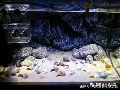 都勻市三都水族夜宵店（都勻市三都水族夜宵店地址）