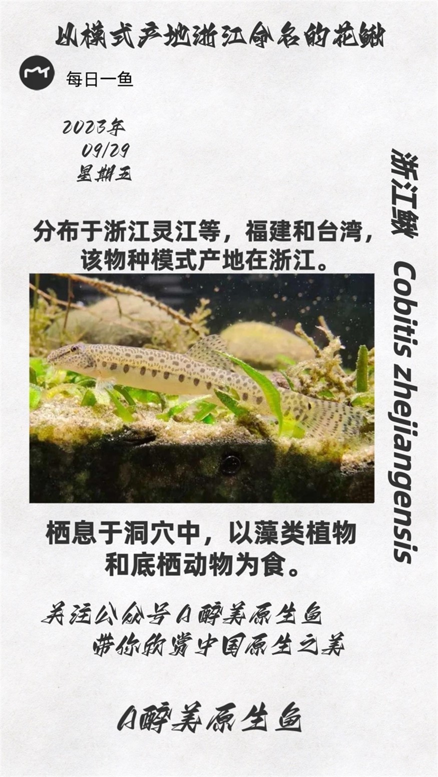 浙江鰍