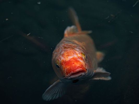 新開缸的生態(tài)魚缸如何換水(新開魚缸需要換水嗎)
