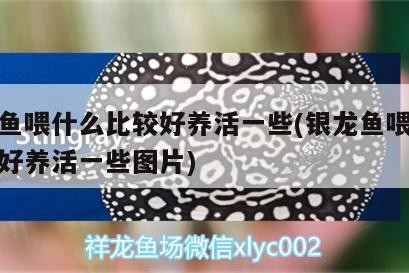 銀龍魚(yú)喂什么比較好養(yǎng)活一些(銀龍魚(yú)喂什么比較好養(yǎng)活一些圖片)