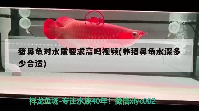 豬鼻龜對水質要求高嗎視頻(養豬鼻龜水深多少合適)