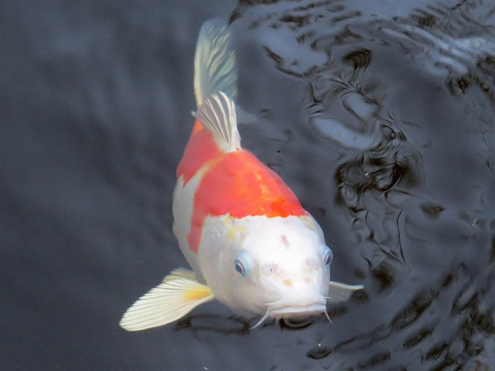 虎魚(yú)的養(yǎng)殖技巧，：虎魚(yú)是一種營(yíng)養(yǎng)豐富的海鮮，具有多種健康益處