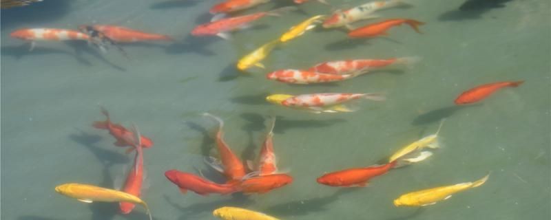 錦鯉水花怎么養不死多久能長大