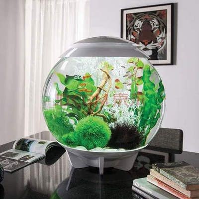 辦公室魚缸放在哪里最旺財(cái)：辦公室魚缸擺放的風(fēng)水知識