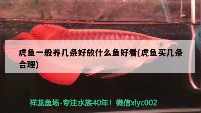 虎魚一般養幾條好放什么魚好看(虎魚買幾條合理)