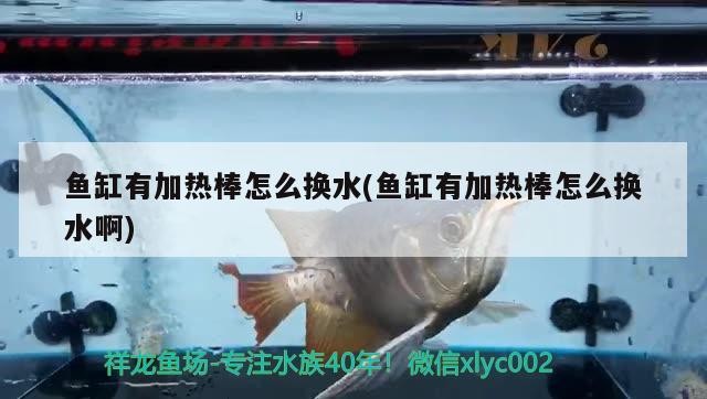 魚缸有加熱棒怎么換水(魚缸有加熱棒怎么換水啊)